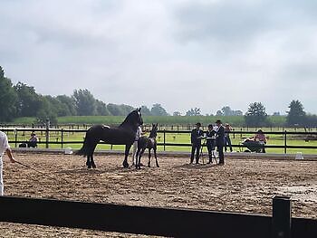 Friese Paardenkeuring stal Tunxdorf Feenstra's Friet