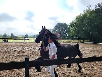 Friese Paardenkeuring stal Tunxdorf Feenstra's Friet